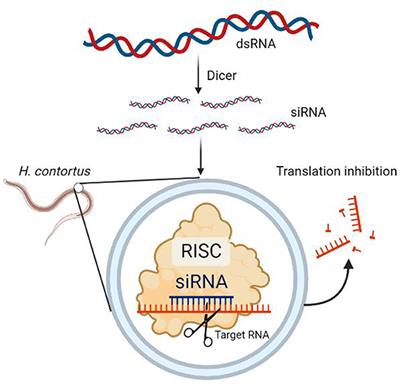 Research progress and limitation analysis of RNA interference in Haemonchus contortus in China